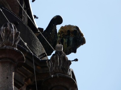 Falco pellegrino sul campanile dell'Alfieri